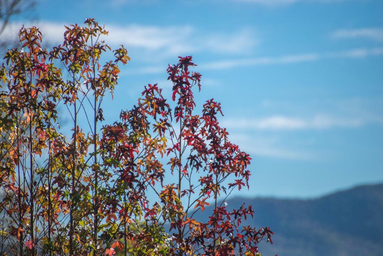 Mountain Escape Villa Dupont Springs Bagian luar foto